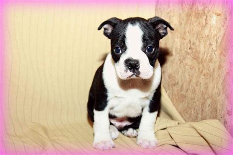 Boston terrier puppies craigslist - 3mos Bostons available Handsome brindle and blue males, red female. These babies have had first shots, deworming CKC registration